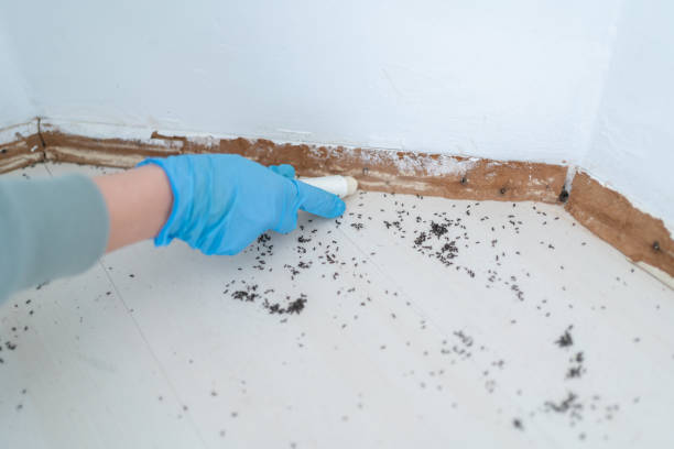Flea Control Services in Charles Town, WV